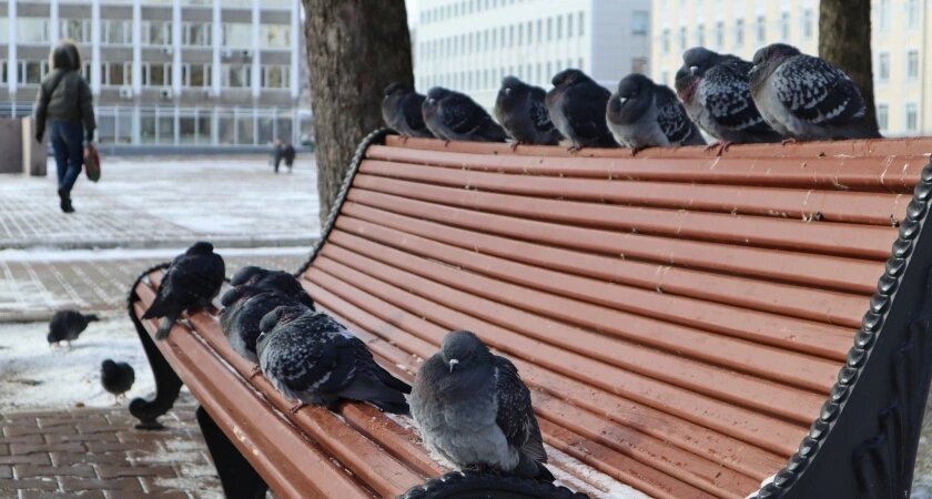    Крепкие заморозки ударят по Центральной России: Вильфанд сообщил, когда утепляться