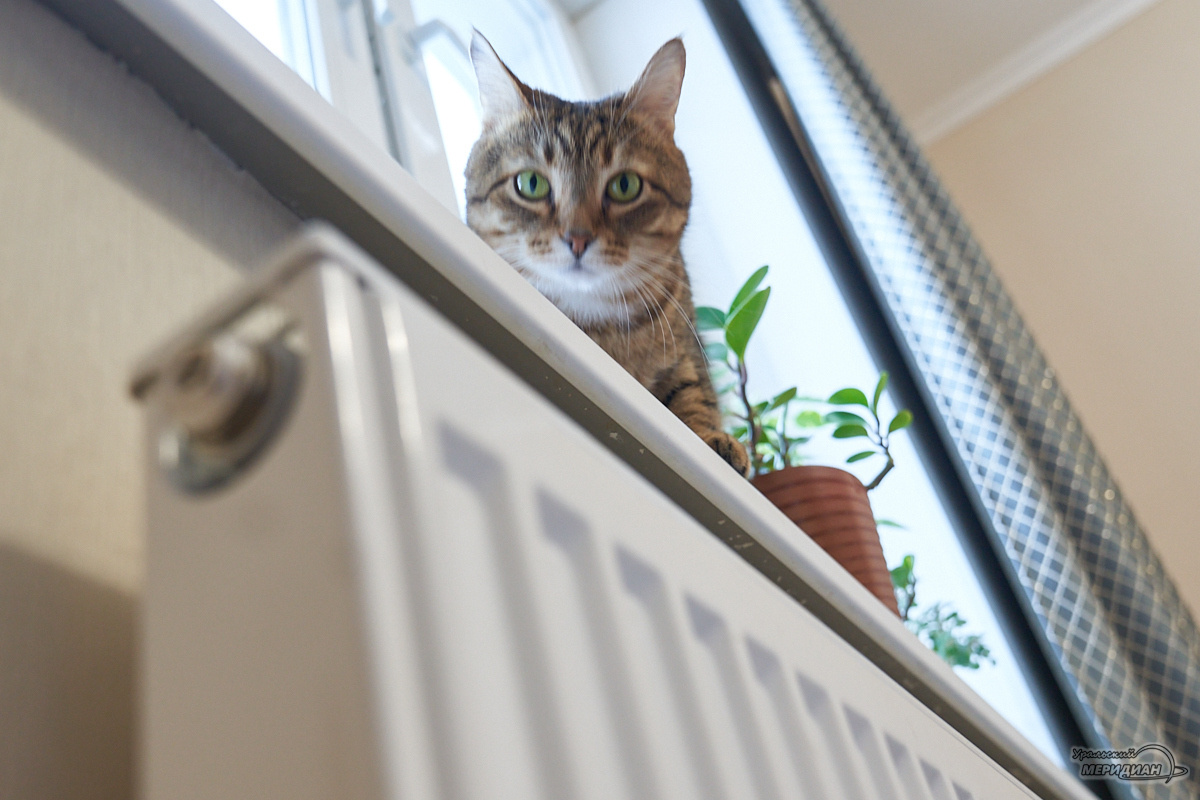    Фото: Лидия Аникина © ИА «Уральский меридиан»