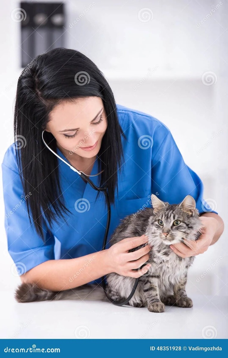 Обследование кошки на бактериальные инфекции верхних дыхательных путей 