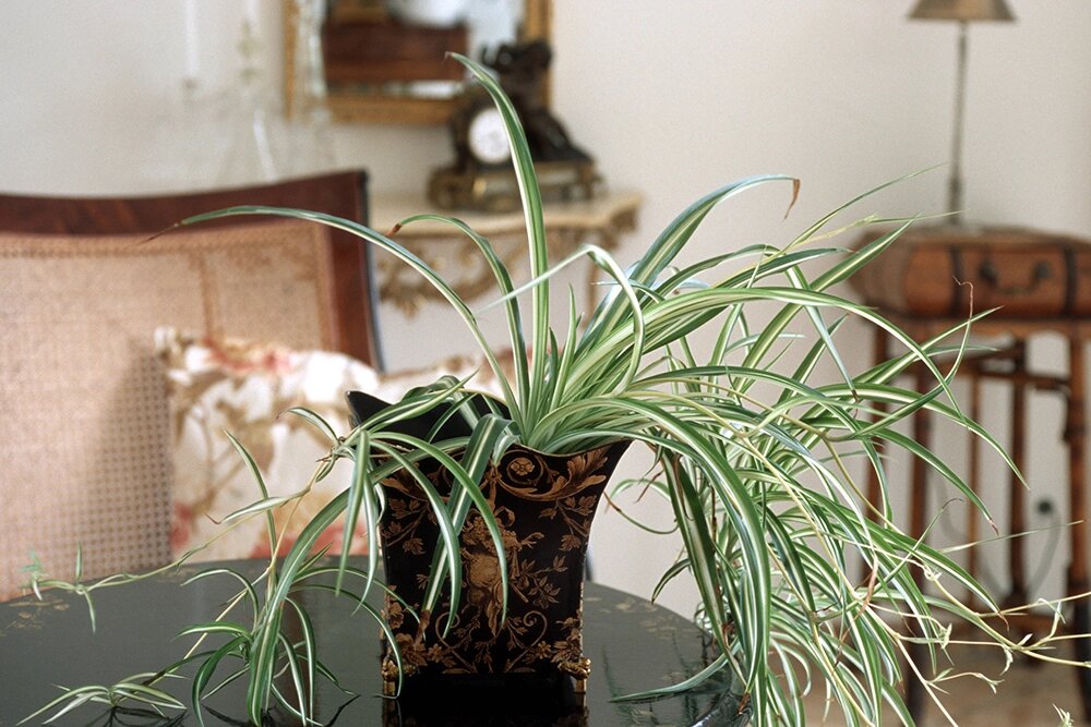    Хлорофитум. Фото: www.globallookpress.com