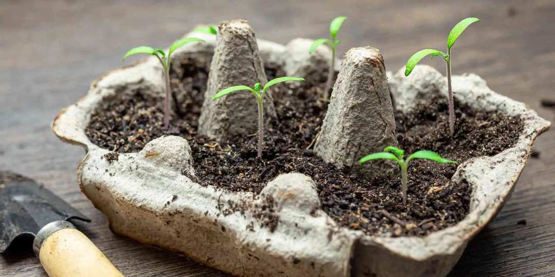 Вырастил 45 кустов томатов в яичных лотках за 3 недели. Главный плюс и минус этого способа