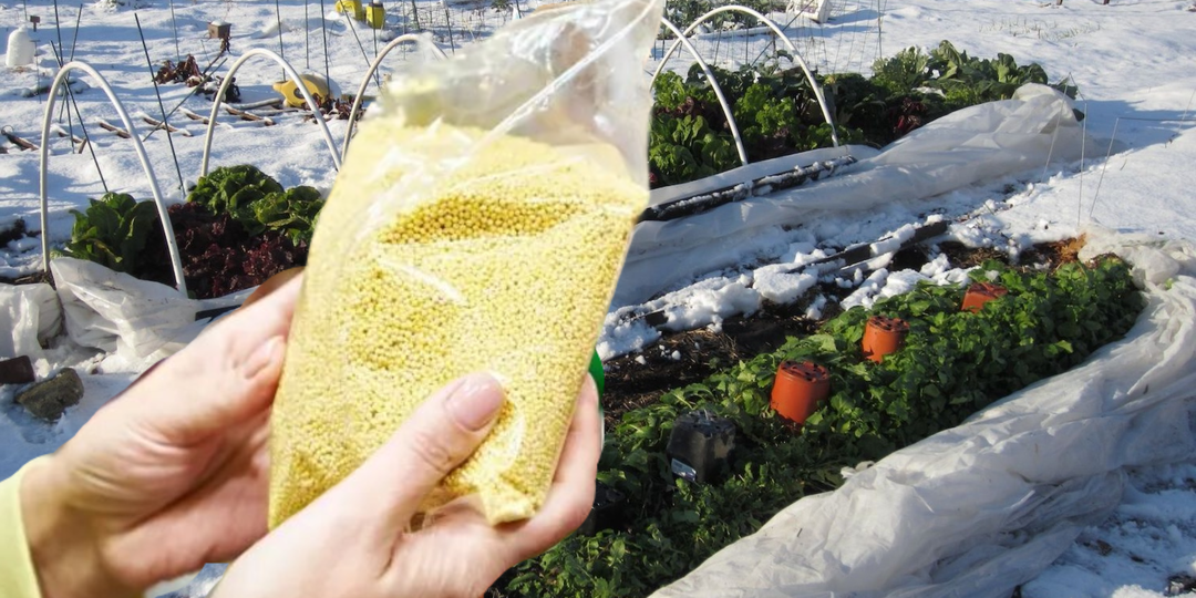 «Соседи не верят своим глазам»: раскидываю по грядкам пачку крупы за 73 рубля, вот что происходит с почвой