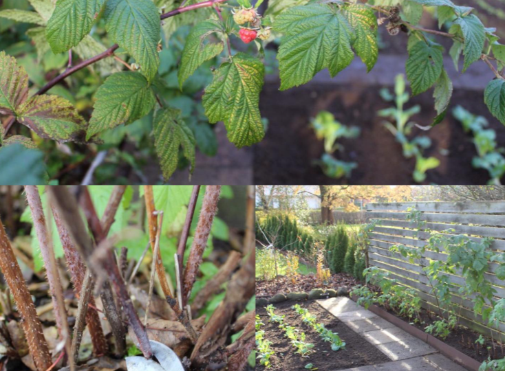Обрезка малины: почему спешка убивает урожай — главные ошибки садоводов