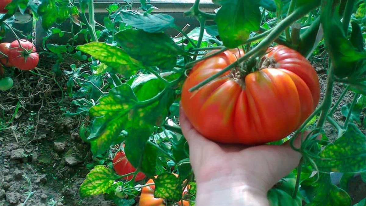 Маршал Победа