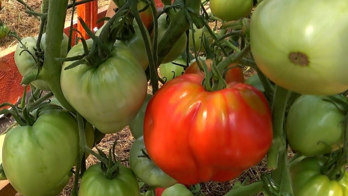 Маршал Победа