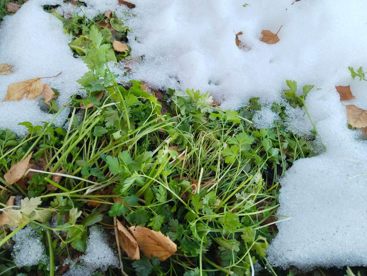Вот так выглядят высокие грядки. Это петрушка. 25.10.2025
