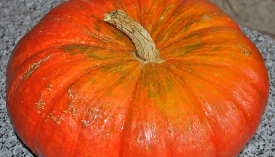 Хранение тыквы в квартире: как сохранить урожай до весны