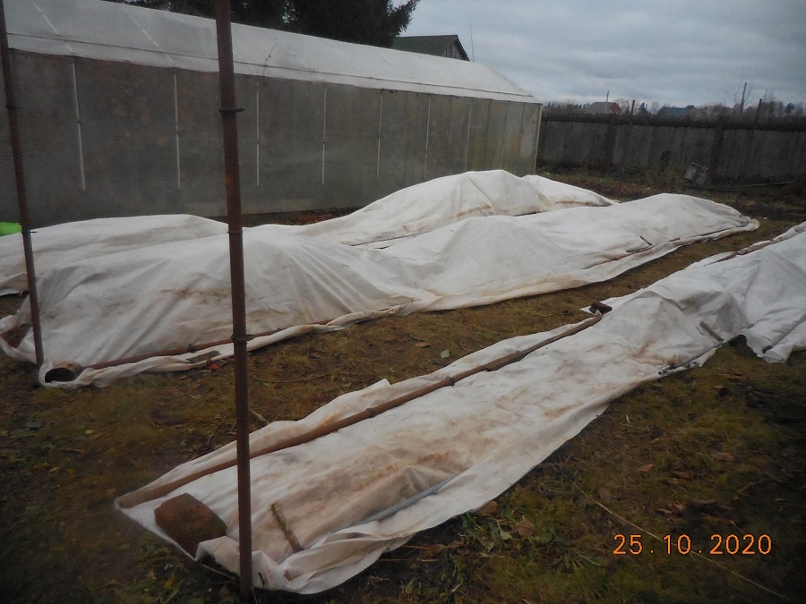 Осеннее укрывание ежевики перед заморозками