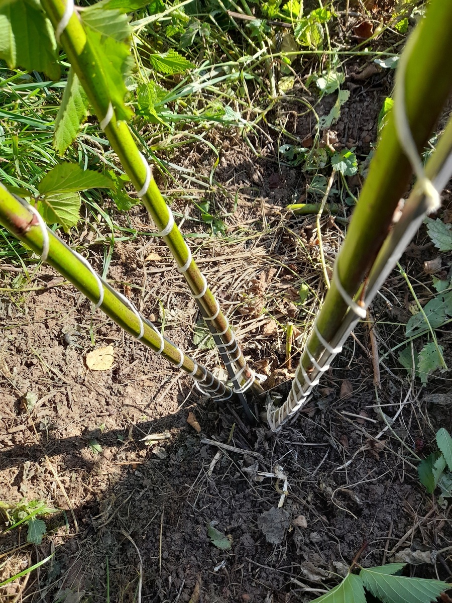 Примотала...