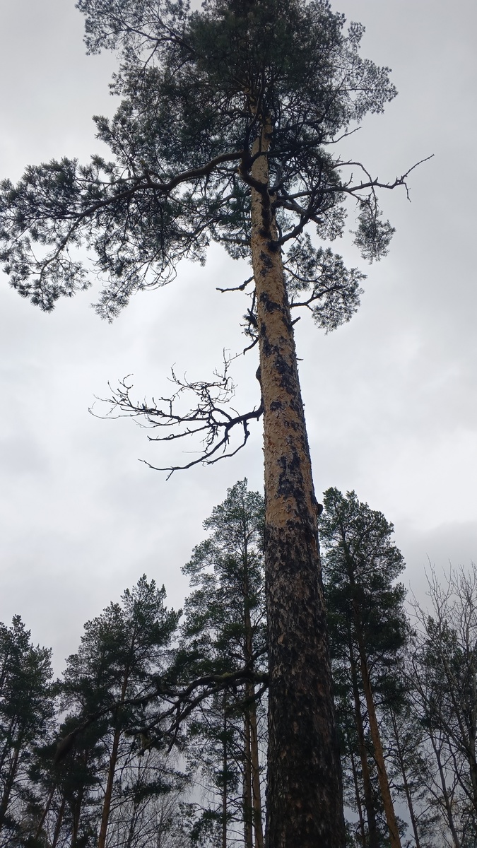 фото автора: просто сосна, которая растет у сына недалеко от дома