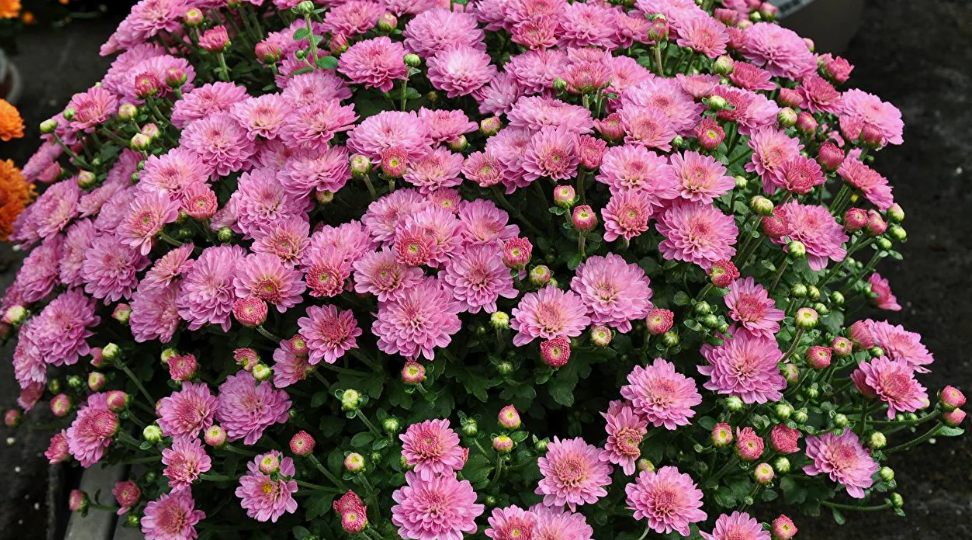 Как я отправляю на зимовку хризантему мультифлора