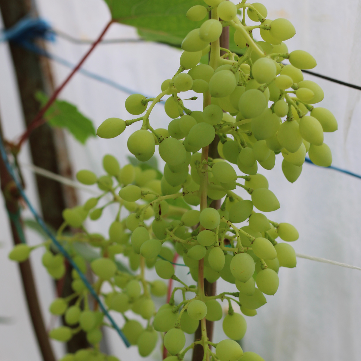 Кишмиш Лучистый , июль 2025г