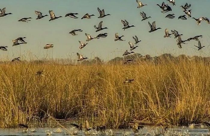 При таком изобилии дичи главное - не промахнуться.  