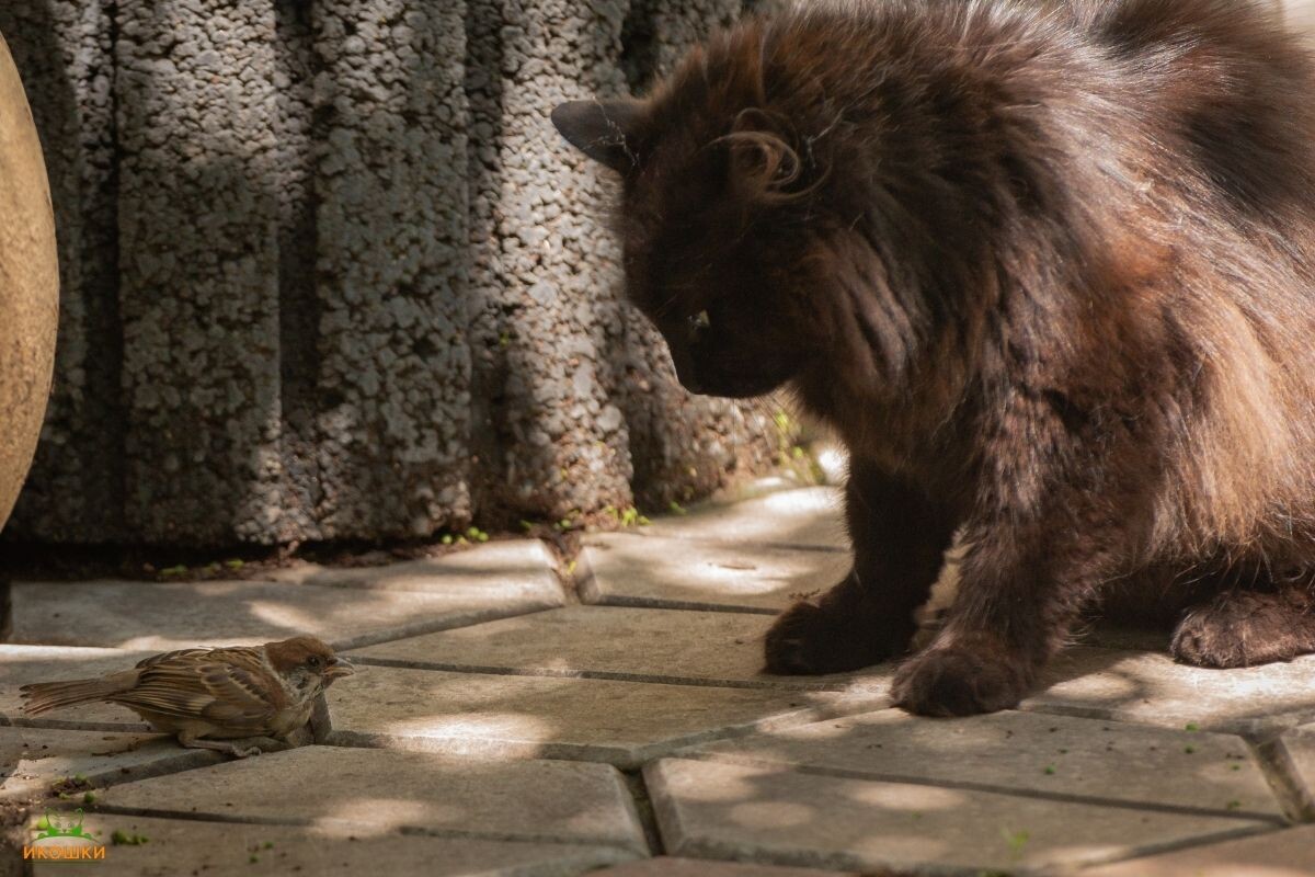 Кот с птичкой 