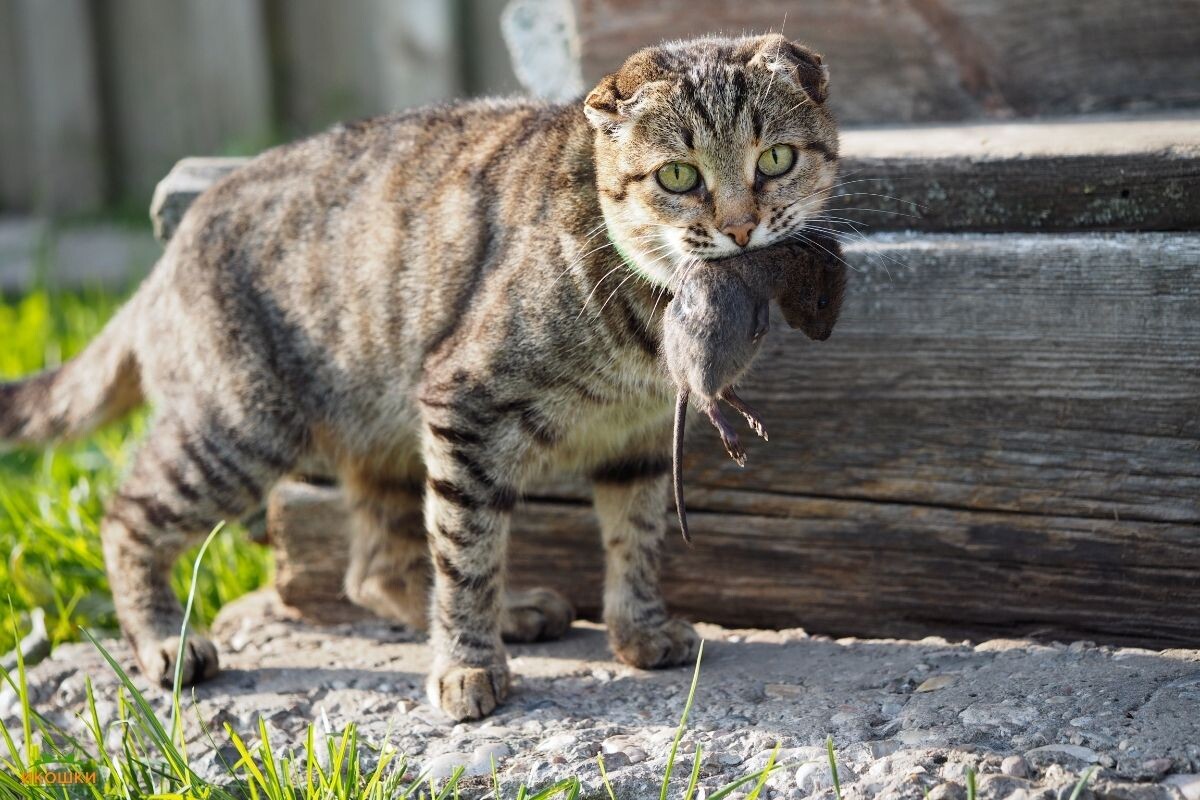 Кот с добычей 