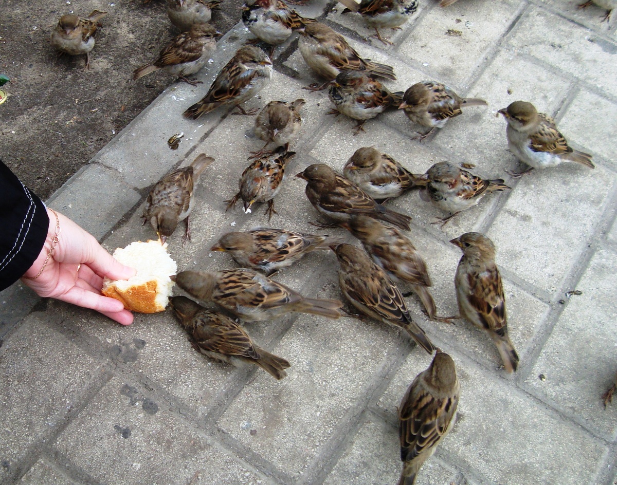 Домовые воробьи приучаются поедать хлеб прямо из человеческих рук