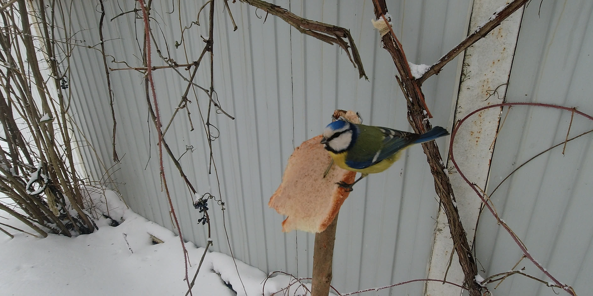 Лазоревка питается хлебом
