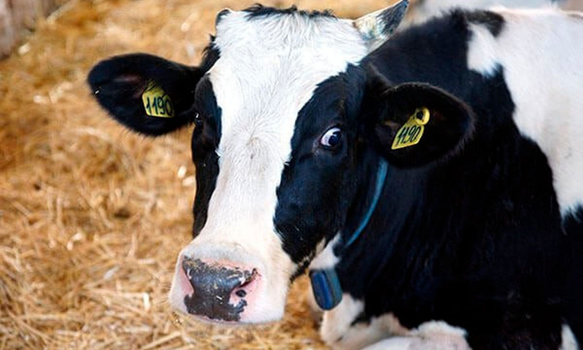    Фото Виктории Перевязко, «Кубань 24»