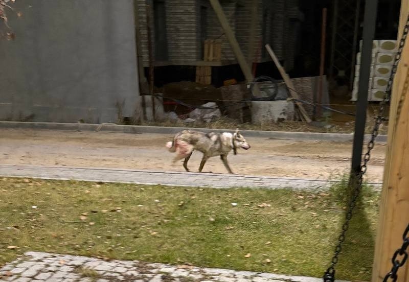    Telegram канал "Злой Екатеринбург"