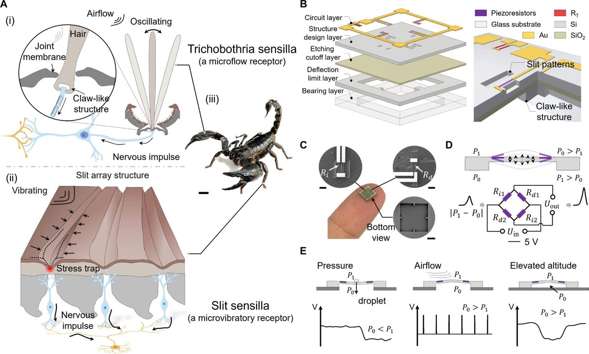 Высокоточный датчик давления, созданный по образцу механических сенсилл скорпионов. (A) Соматосенсорная система скорпионов. (i) Трихоботрии. (ii) Щелевидные сенсиллы. (iii) Скорпион H. petersii. (B) Строение BPPS и (C) цифровое изображение. (D) Принцип работы. Внешние раздражители вызывают перепад давления на чувствительной мембране, BPPS вырабатывает соответствующее напряжение. (E) Датчик может детектировать давление, скорость воздушного потока и высоту над уровнем моря. / © Pinkun Wang et.al./Science Advances (2025). DOI: 10.1126/sciadv.ady5008