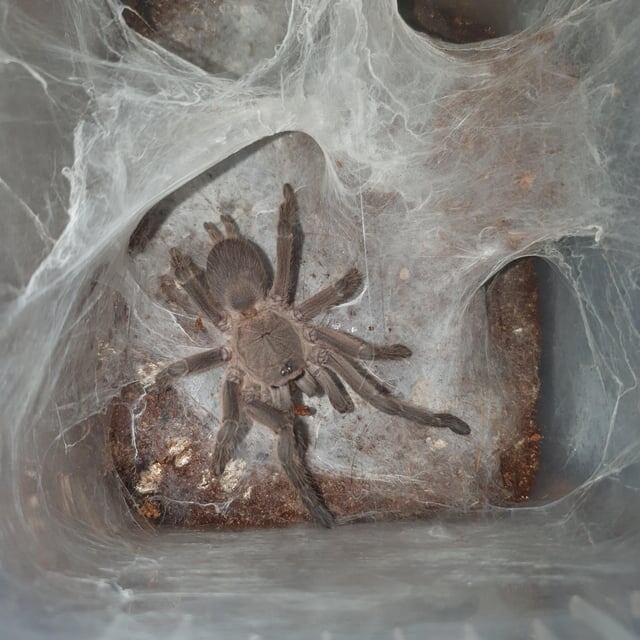 Мой дом — моя крепость. Большую часть времени вы будете видеть своего питомца именно таким.