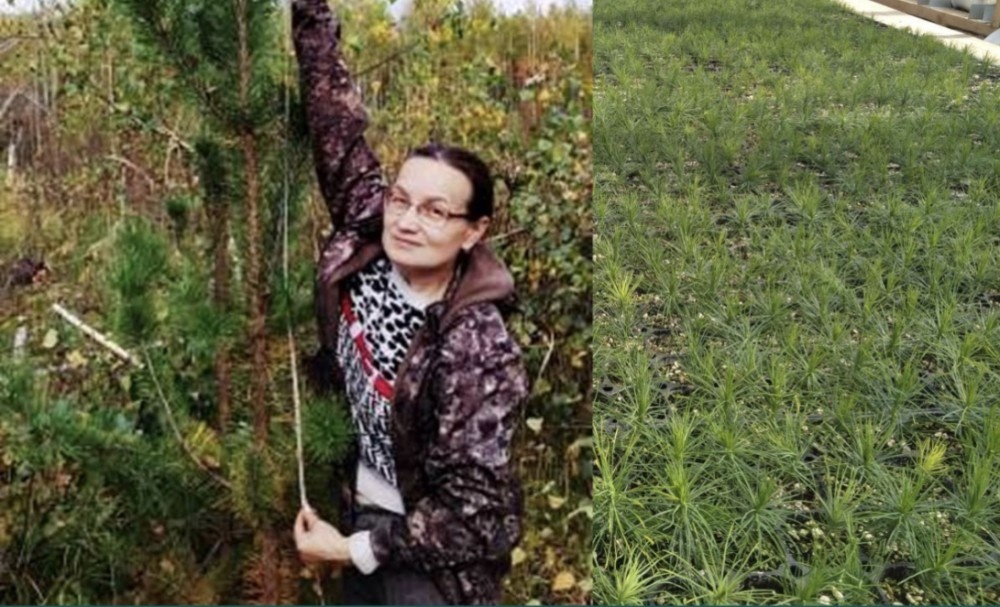    Инвентаризацию лесных культур проводят в чувашских лесничествах