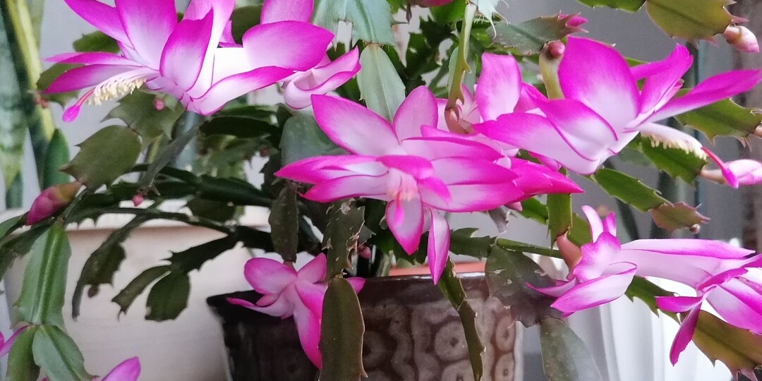 Что делать с кактусами зимой: ноябрьская подготовка к периоду покоя