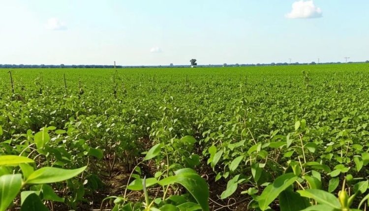    Фото: Медведева Анна, AgroXXI.ru