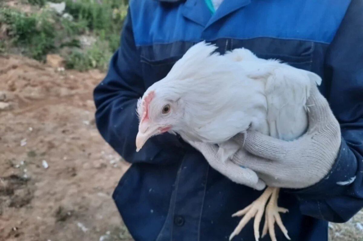    Птичий грипп в Елизовском округе не подтвердился, карантин будет снят