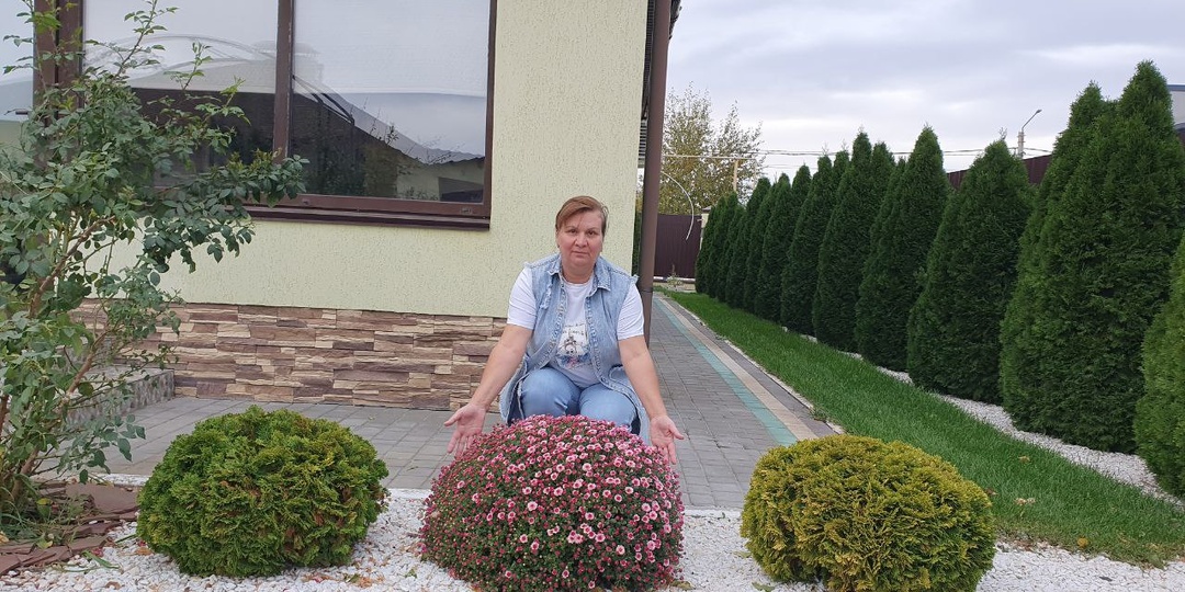 Как я отправляю на зимовку хризантему мультифлора : личные фото и важные моменты, о которых многие молчат