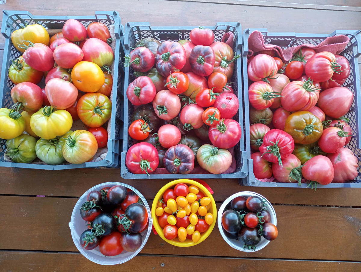 Вот такие урожаи помидор собирали а 2025 году