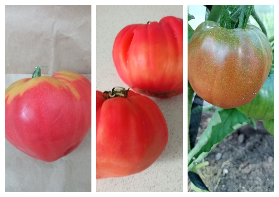 Мазарини, Бычье сердце и Бычье сердце черное