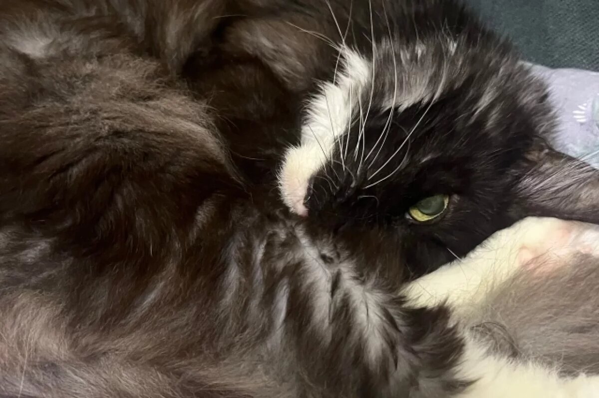    Рязанская передержка для кошек оказалась переполнена: поиск хозяев