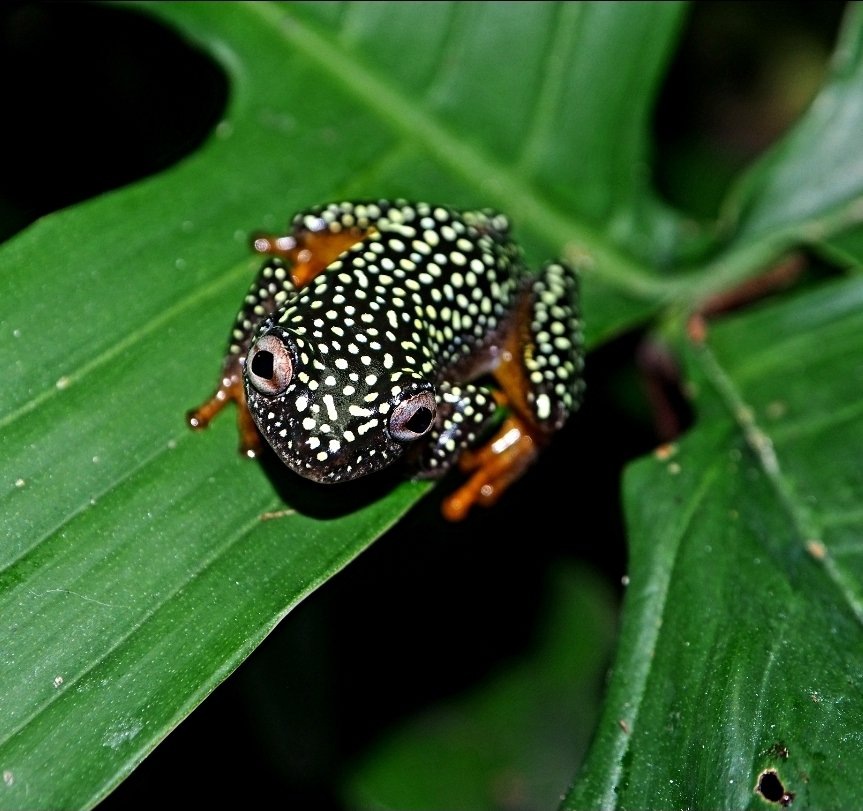 Представьте, что у вас дома поселился кусочек ночного неба. Именно так выглядит глазчатая прыгунья!