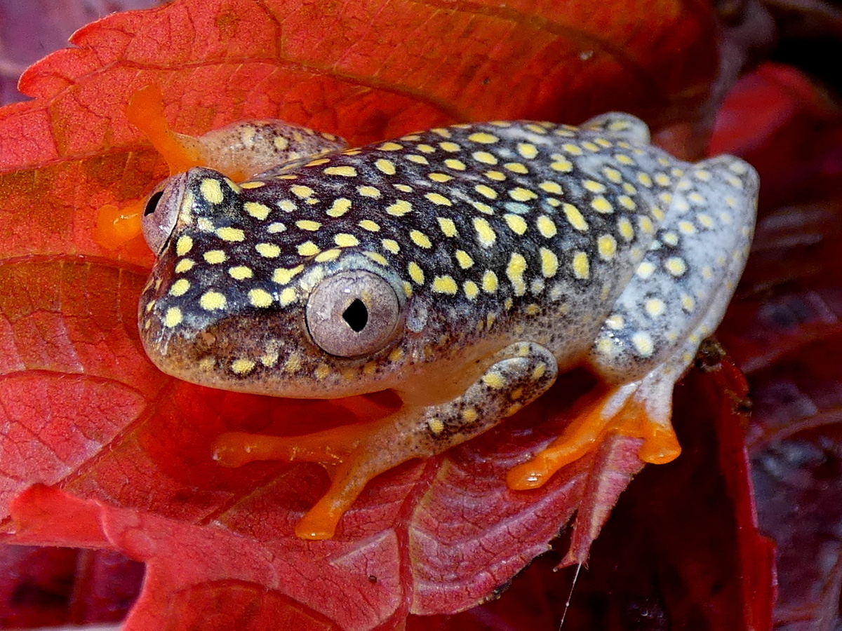 Эти лягушки — настоящие акробаты. Их ловкость и грация в прыжке завораживают.