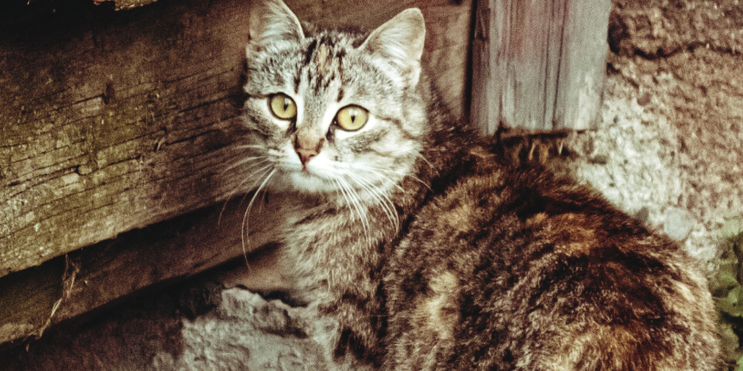 Кошка пыталась выкормить маленьких котят, воруя еду у соседской собаки