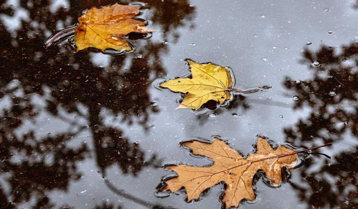     Осенние листья. Источник: mos ru Автор фото: Пресс-служба Мэра и Правительства Москвы