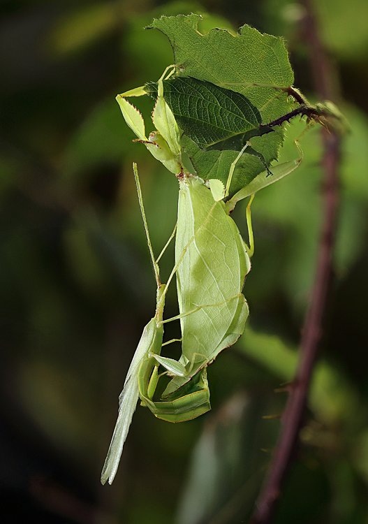 Сможете найти питомца на этом фото с первого раза? Знакомьтесь, гений маскировки — листовидка!