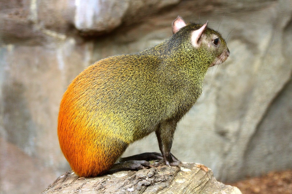 Вот он, тот самый "золотой заяц".