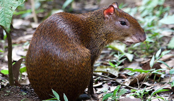 Только посмотрите в эти умные глазки! ✨ Уже заинтригованы?