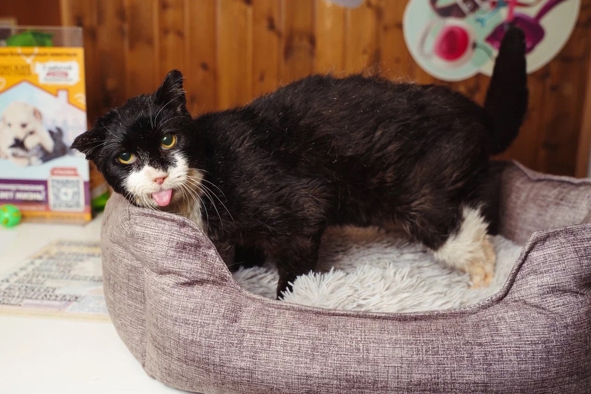  В них стреляли, их поджигали, сбивали машинами и разрывали на части! 