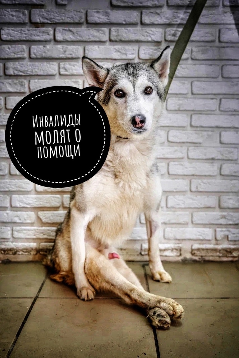 Расходы для частного приюта становятся непосильными...