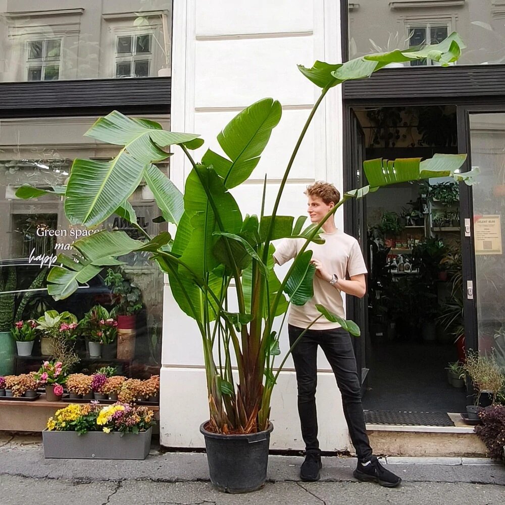 Источник фото ekoaloe.cz