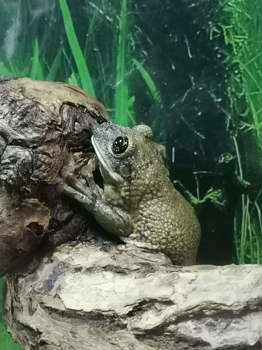 Фото зубов не будет. Будут фото из зоопарка Южно-Сахалинска.