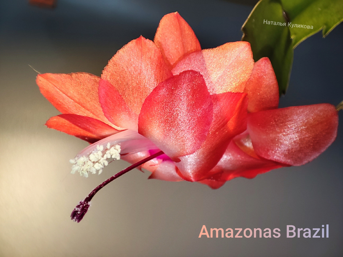 Шлюмбергера Амазонас Бразил. Фото Натальи Куликовой. Фото автора. 