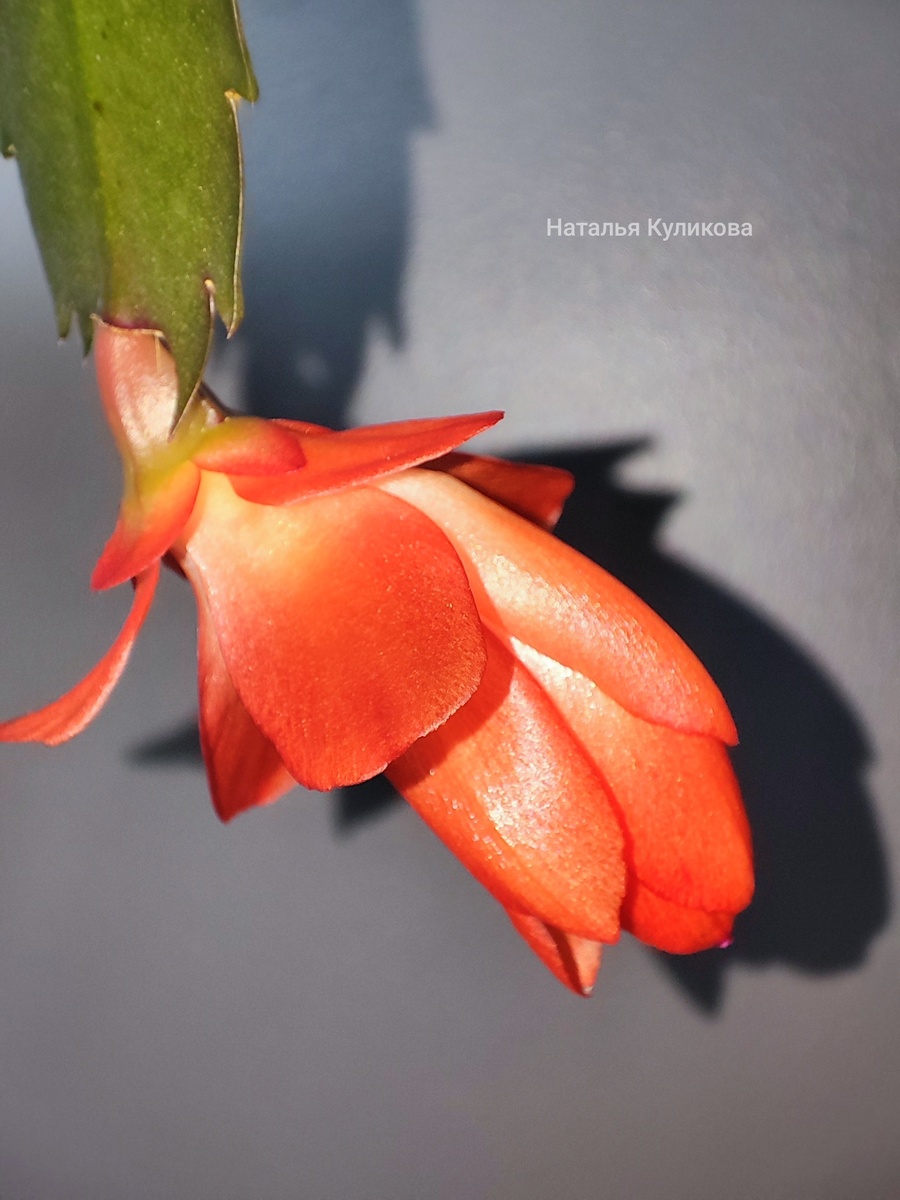 Шлюмбергера трунката сорта Амазонас Бразил. Фото Натальи Куликовой. Фото автора. 