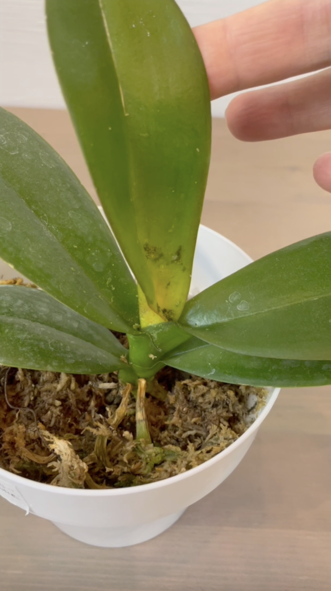 Орхидея Фаленопсис Леко Фантастик / Phalaenopsis Leco Fantastic пришла в размере 2,5 дюйма. Орхидеи С Еленой Кузнецовой
