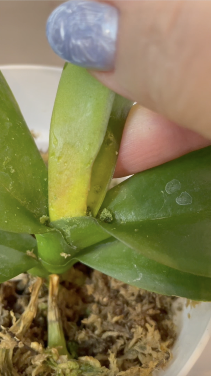 Лист из точки роста у основания деградирует. Орхидеи С Еленой Кузнецовой
