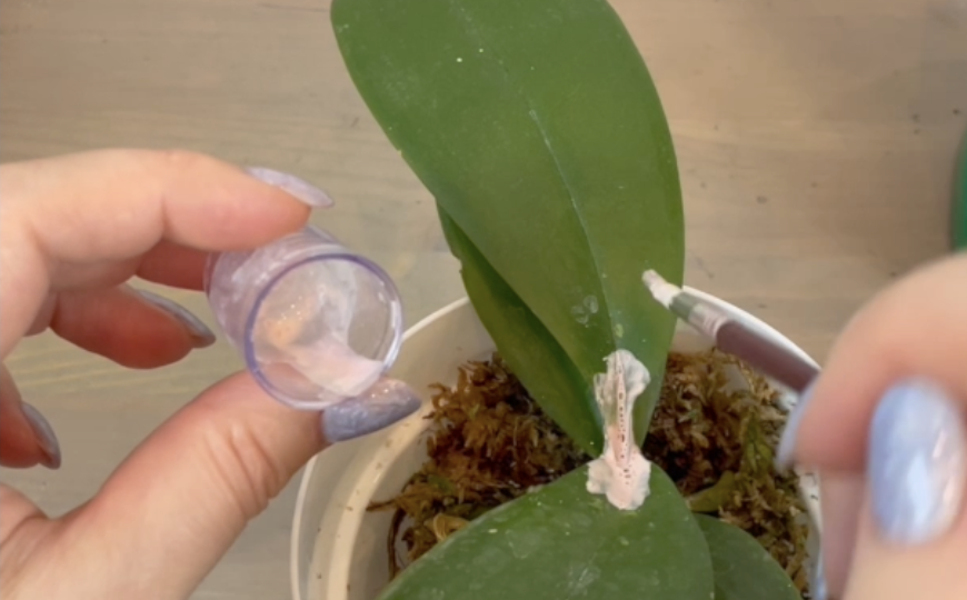 Почему я лопухнулась, спасая орхидею?