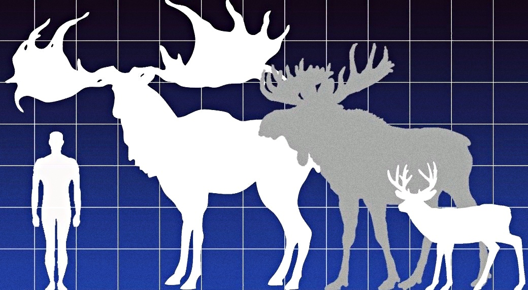 Наглядное сравнение большерогого оленя с живущими сейчас лосем и белохвостым оленем